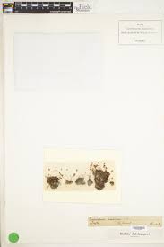 Attēlu rezultāti vaicājumam “Pogonatum nanum”