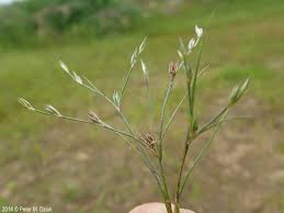 Attēlu rezultāti vaicājumam “Juncus bufonius bud”