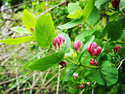 Attēlu rezultāti vaicājumam “Lonicera caprifolium”