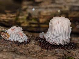 Attēlu rezultāti vaicājumam “Stemonitis fusca”