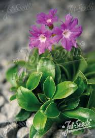 Attēlu rezultāti vaicājumam “Primula”