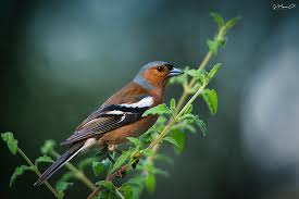 Attēlu rezultāti vaicājumam “Fringilla coelebs”