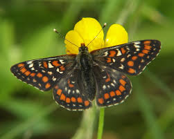 Attēlu rezultāti vaicājumam “Euphydryas maturna larva”