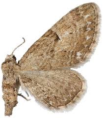 Attēlu rezultāti vaicājumam “Eupithecia pusillata”