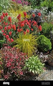 Attēlu rezultāti vaicājumam “Carex elata flower”