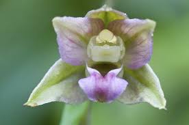 Attēlu rezultāti vaicājumam “Epipactis helleborine flower”