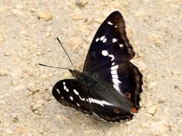 Attēlu rezultāti vaicājumam “Apatura iris male”