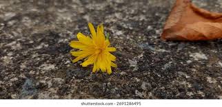 Attēlu rezultāti vaicājumam “Tragopogon heterospermus leaf”