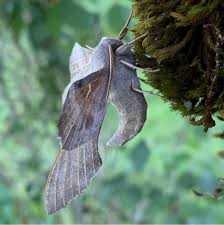 Attēlu rezultāti vaicājumam “Laothoe populi imago”