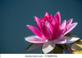 Attēlu rezultāti vaicājumam “Lotus sp. flower”