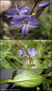 Attēlu rezultāti vaicājumam “Veronica beccabunga”