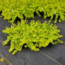 Image result for Lysimachia nummularia