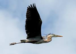 Image result for heron