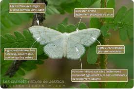 Attēlu rezultāti vaicājumam “Scopula floslactata”