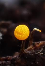 Attēlu rezultāti vaicājumam “Physarum virescens young”