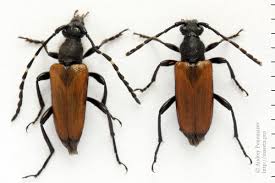 Attēlu rezultāti vaicājumam “Paracorymbia maculicornis imago”