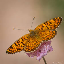 Attēlu rezultāti vaicājumam “Melitaea phoebe upperside”