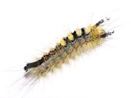 Attēlu rezultāti vaicājumam “Lymantriidae”