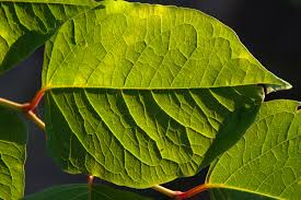 Attēlu rezultāti vaicājumam “Reynoutria japonica”