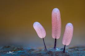 Attēlu rezultāti vaicājumam “Comatricha laxa young”