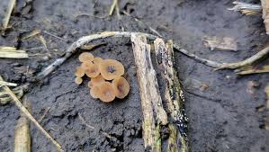 Attēlu rezultāti vaicājumam “Reticularia lobata spores”