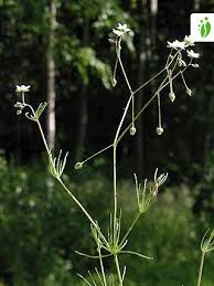 Attēlu rezultāti vaicājumam “Spergula arvensis”