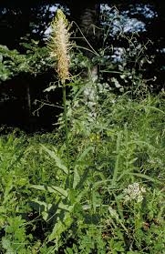 Attēlu rezultāti vaicājumam “Phyteuma spicatum leaf”