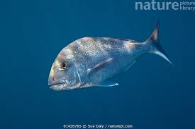 Image result for Pagrus auratus