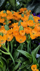 Attēlu rezultāti vaicājumam “Cnidium dubium”