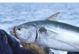 Image result for Euthynnus alletteratus