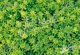 Attēlu rezultāti vaicājumam “Galium odoratum leaf”