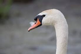 Attēlu rezultāti vaicājumam “Anseriformes”