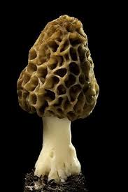 Attēlu rezultāti vaicājumam “Morchella esculenta”