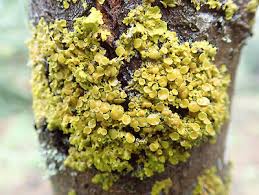 Attēlu rezultāti vaicājumam “Xanthoria parietina”