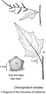 Attēlu rezultāti vaicājumam “Chenopodium polyspermum var. acutifolium”