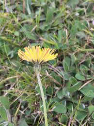 Attēlu rezultāti vaicājumam “Pilosella officinarum bud”