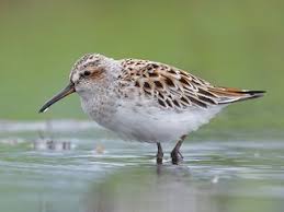 Attēlu rezultāti vaicājumam “Calidris falcinellus adult”