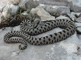 Attēlu rezultāti vaicājumam “Vipera berus adult”