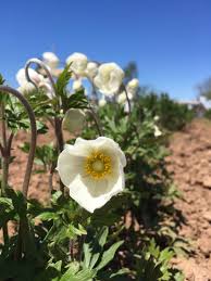 Attēlu rezultāti vaicājumam “Anemone sylvestris flower”