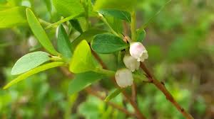 Attēlu rezultāti vaicājumam “Vaccinium myrtillus flower”
