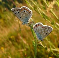 Attēlu rezultāti vaicājumam “Polyommatus icarus”