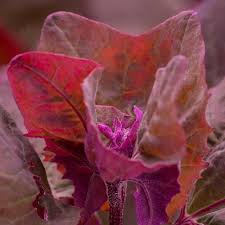 Image result for Atriplex hortensis