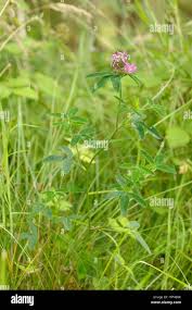 Attēlu rezultāti vaicājumam “Trifolium medium bud”