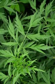 Attēlu rezultāti vaicājumam “Sambucus nigra leaf”