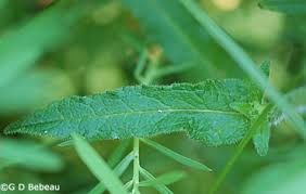 Attēlu rezultāti vaicājumam “Campanula cervicaria bud”