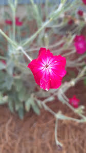 Image result for Lychnis coronaria