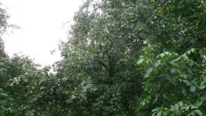 Attēlu rezultāti vaicājumam “Pyrus communis leaf”