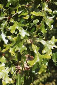 Attēlu rezultāti vaicājumam “Quercus”