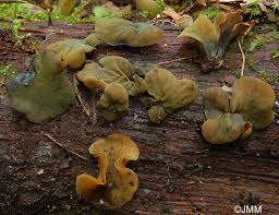 Attēlu rezultāti vaicājumam “Chlorencoelia versiformis”