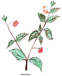 Attēlu rezultāti vaicājumam “Solanaceae”